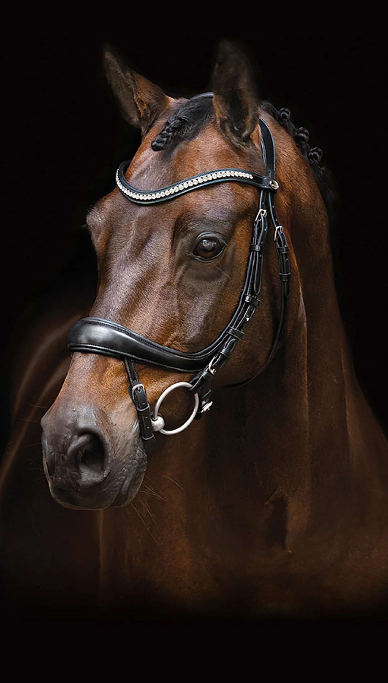 Elevate Your Dressage Performance Today